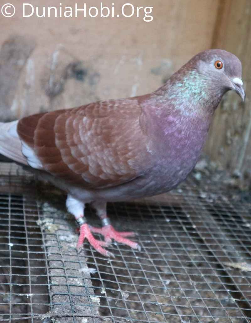 Detail Mata Merpati Tinggian Yang Bagus Nomer 42