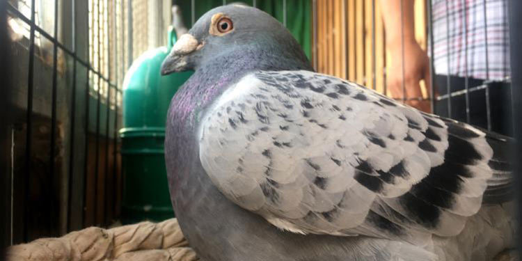 Detail Mata Merpati Tinggian Yang Bagus Nomer 43