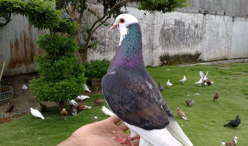 Detail Mata Merpati Tinggian Yang Bagus Nomer 6