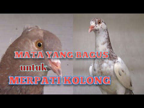 Detail Mata Merpati Tinggian Yang Bagus Nomer 8