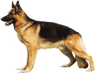 Detail Photos Of A German Shepherd Nomer 30