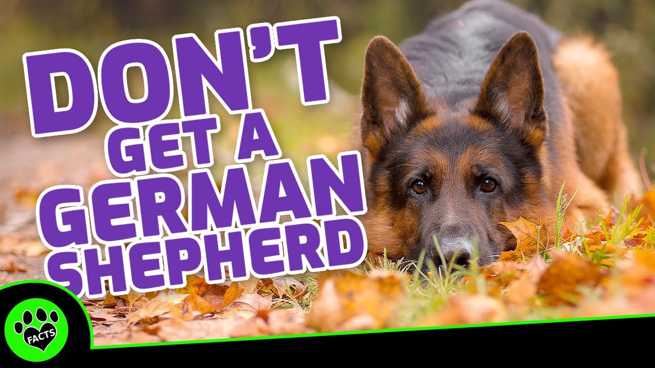 Detail Photos Of A German Shepherd Nomer 34