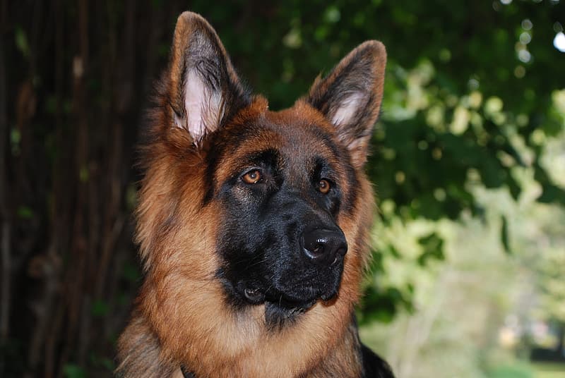 Detail Photos Of A German Shepherd Nomer 51