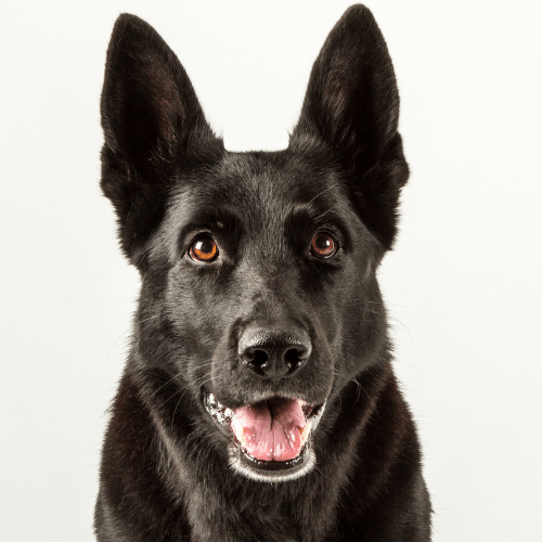 Detail Photos Of A German Shepherd Nomer 52