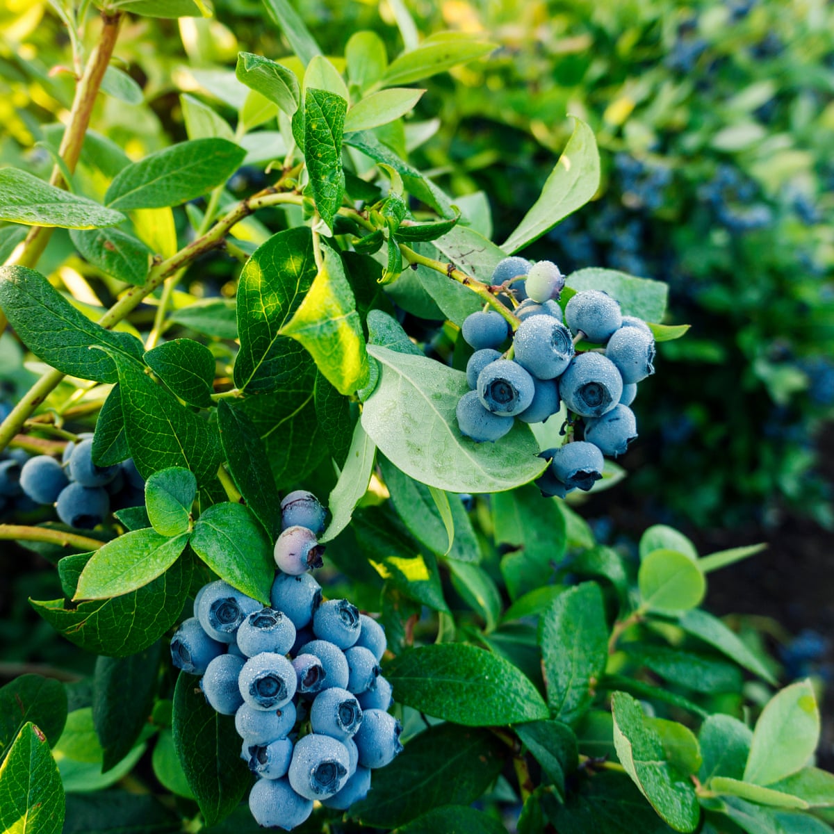 Detail Photos Of Blueberries Nomer 37