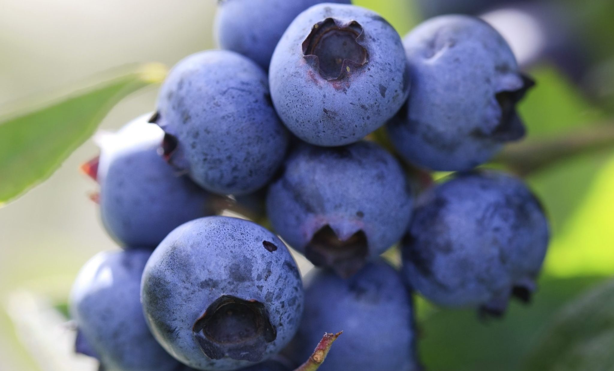 Detail Photos Of Blueberries Nomer 55