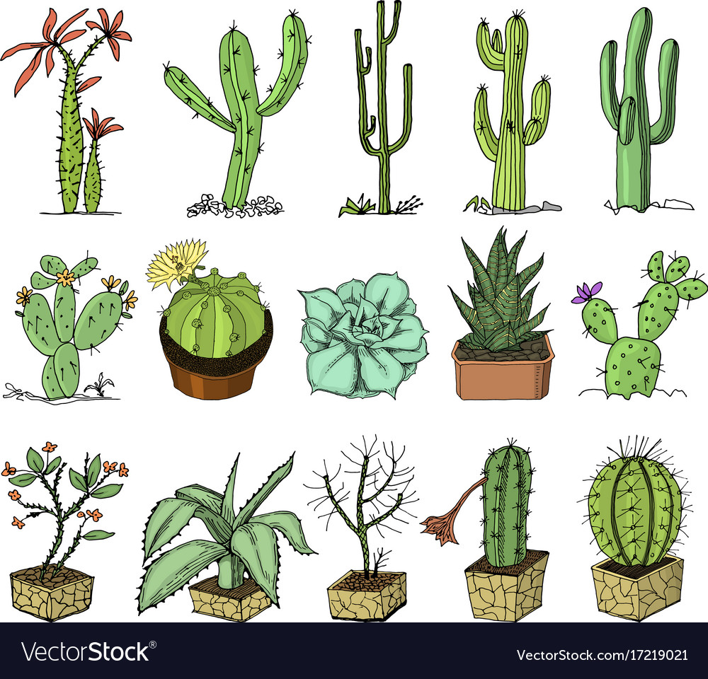 Detail Photos Of Cactus Plants Nomer 20