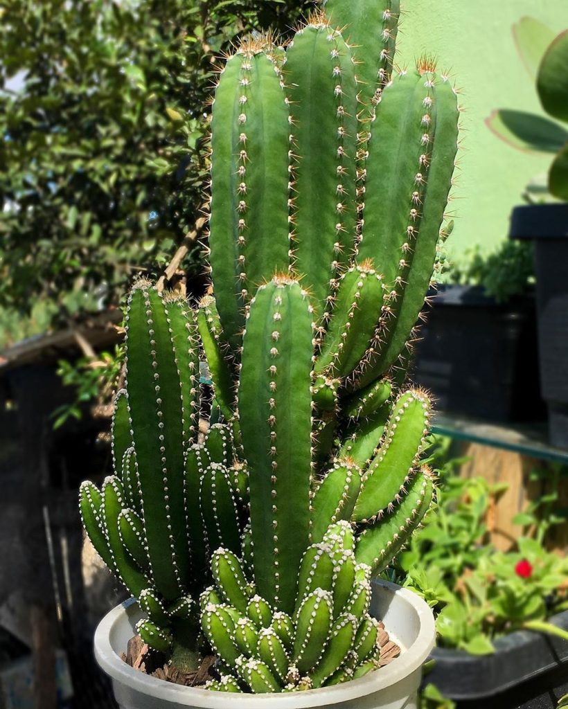 Detail Photos Of Cactus Plants Nomer 29