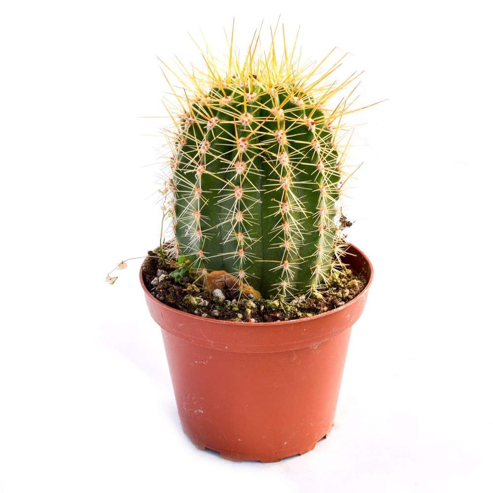 Detail Photos Of Cactus Plants Nomer 4