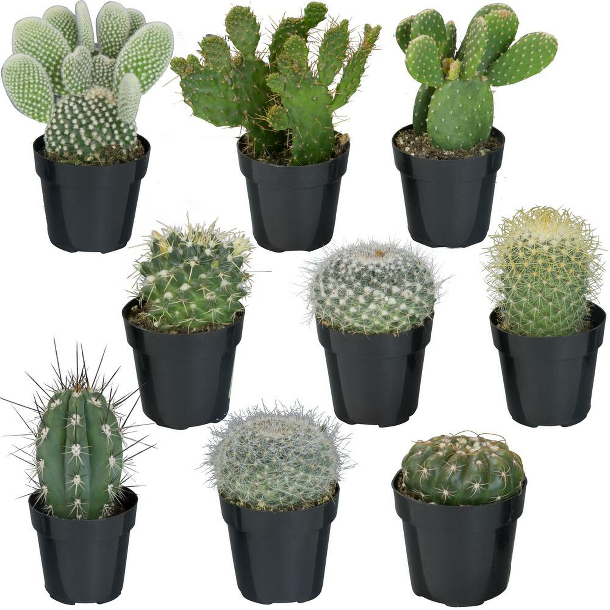Detail Photos Of Cactus Plants Nomer 5