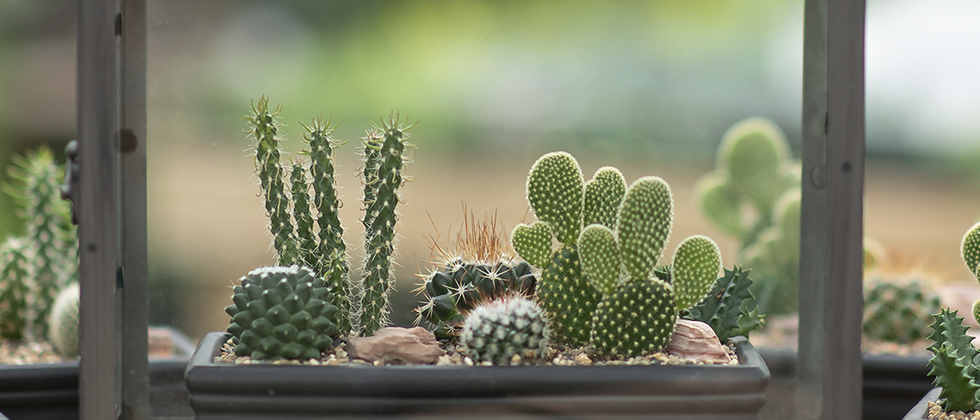 Detail Photos Of Cactus Plants Nomer 40