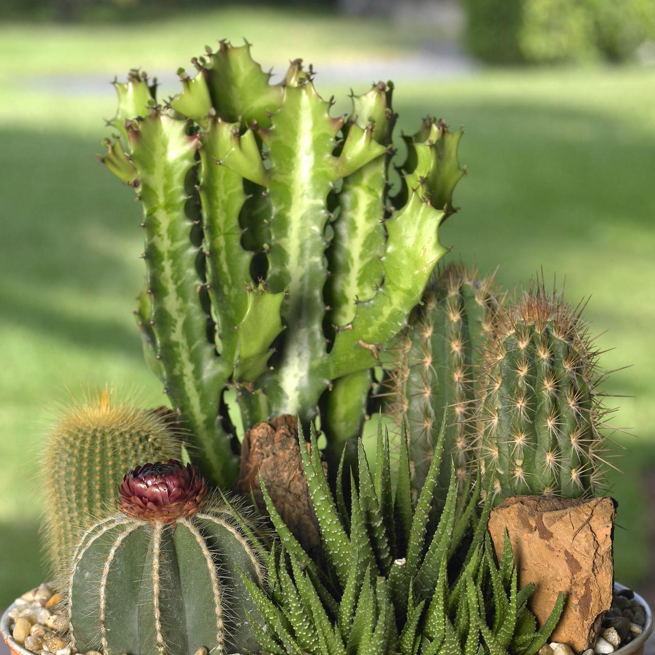 Detail Photos Of Cactus Plants Nomer 41