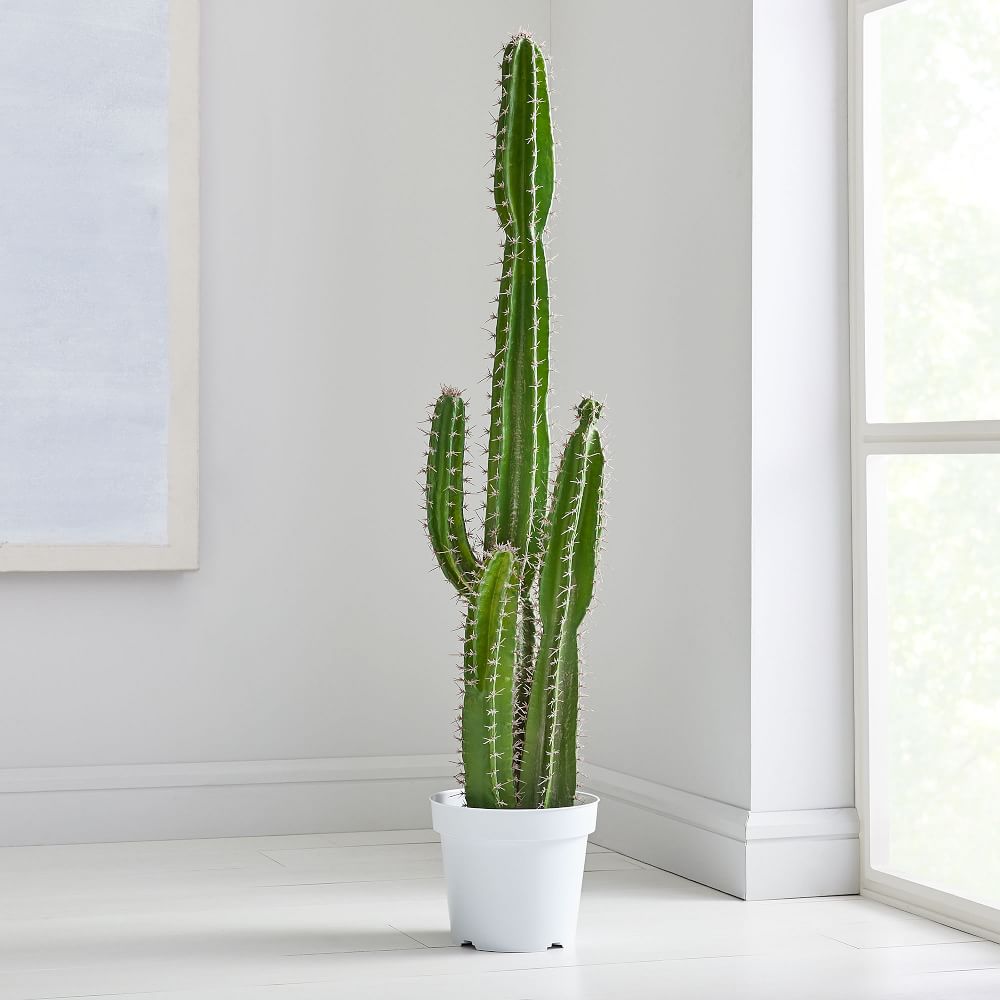 Detail Photos Of Cactus Plants Nomer 44