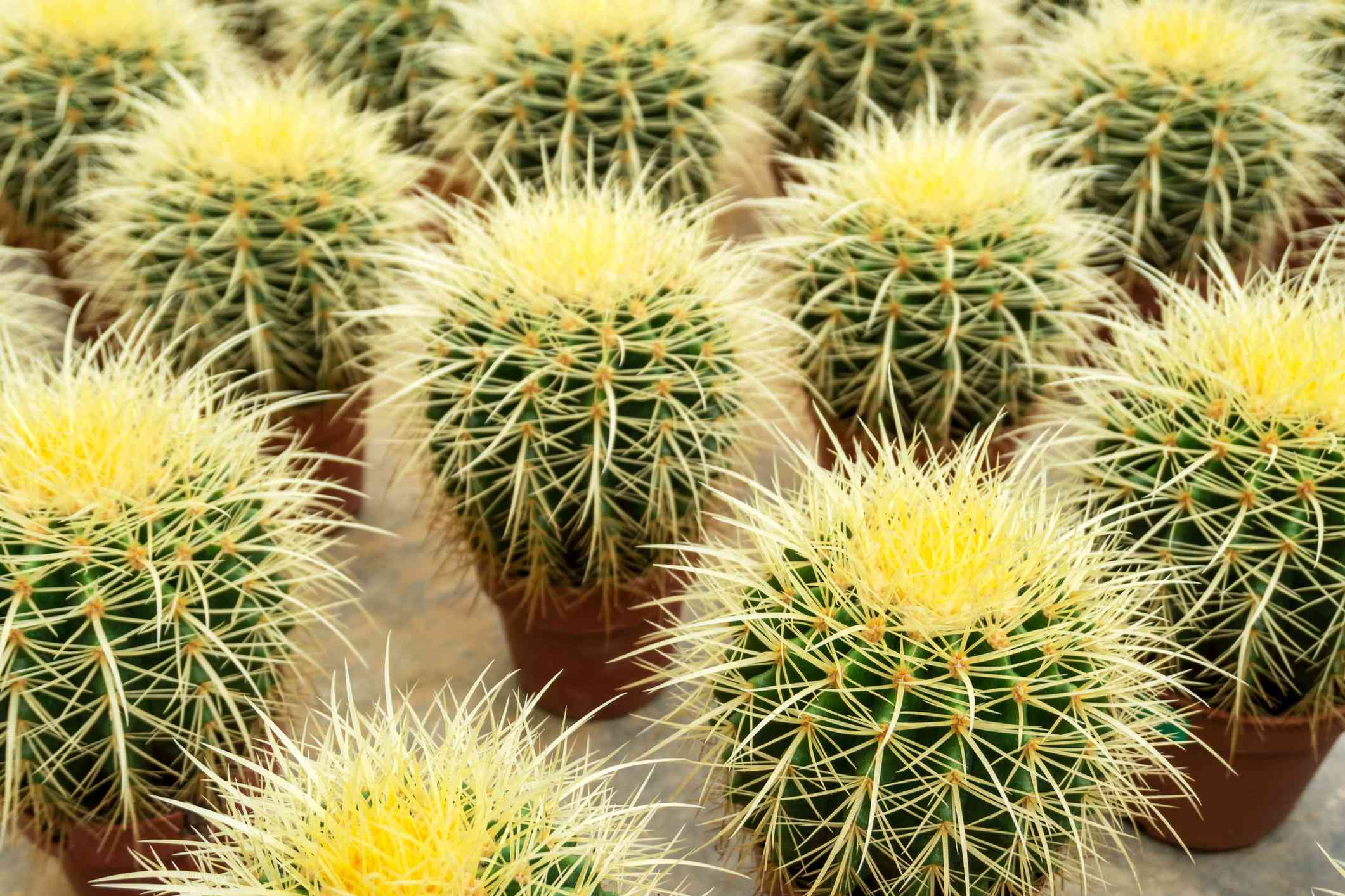 Detail Photos Of Cactus Plants Nomer 48
