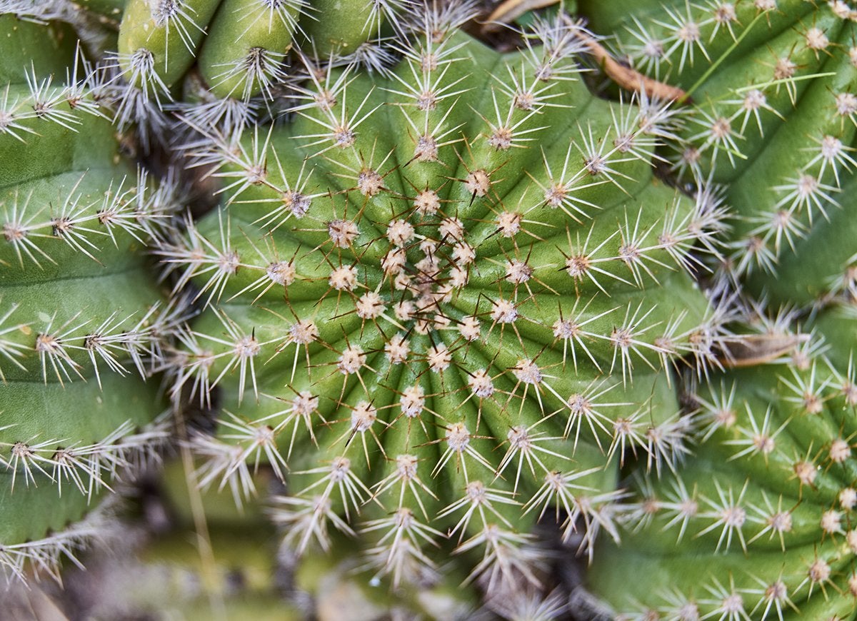 Detail Photos Of Cactus Plants Nomer 49