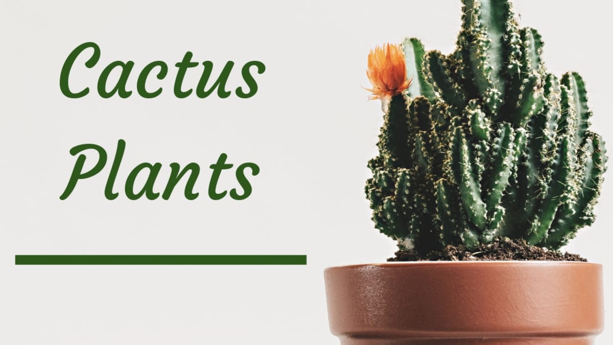 Detail Photos Of Cactus Plants Nomer 50