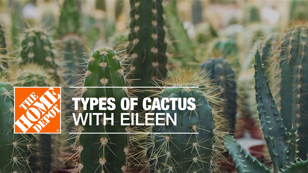 Detail Photos Of Cactus Plants Nomer 53
