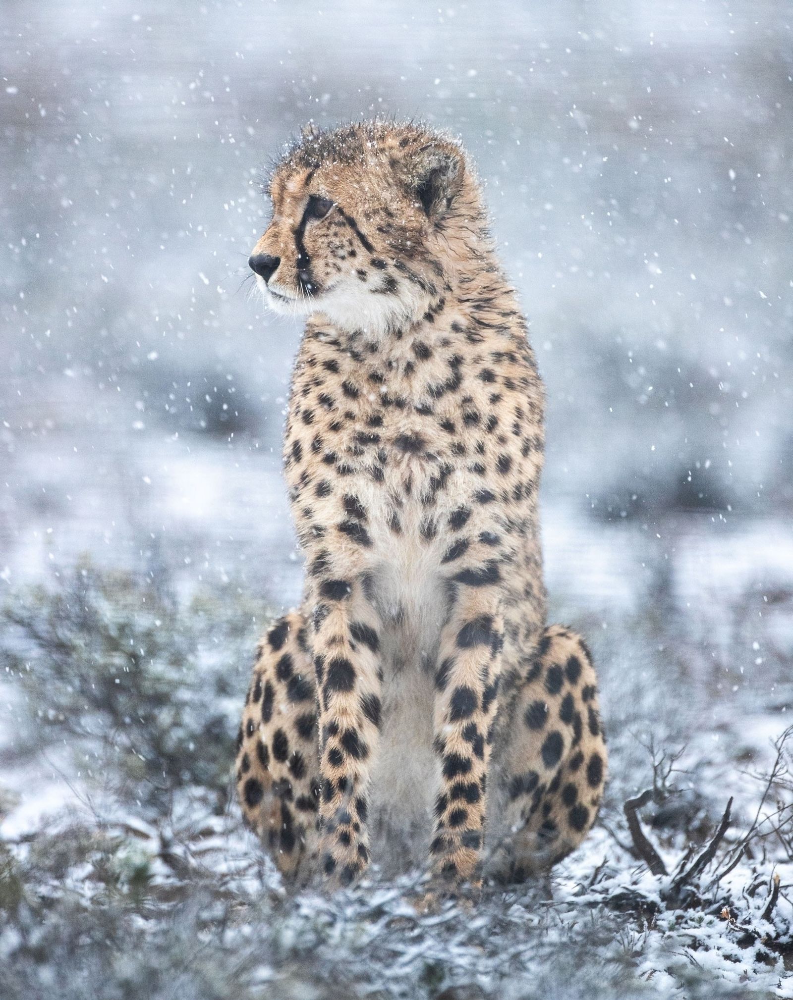 Detail Photos Of Cheetahs Nomer 32