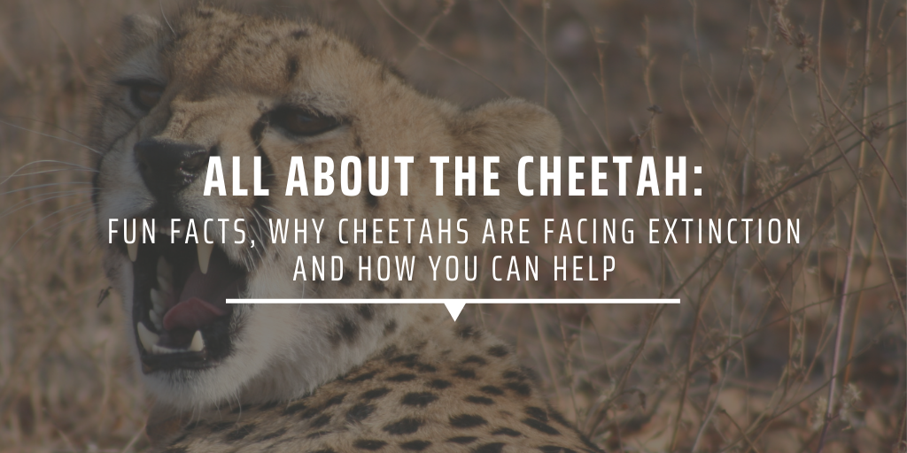 Detail Photos Of Cheetahs Nomer 41
