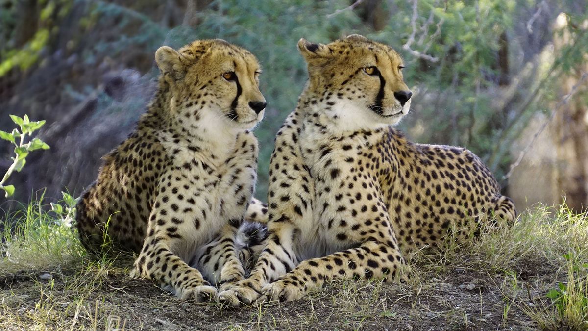 Detail Photos Of Cheetahs Nomer 43