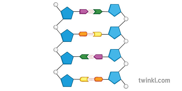 Detail Photos Of Dna Strands Nomer 53