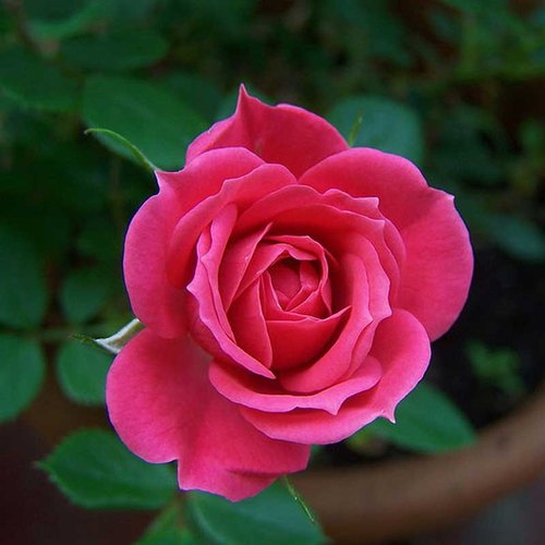Detail Photos Of Flower Rose Nomer 55