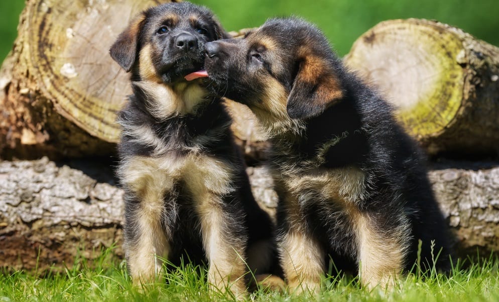 Detail Photos Of German Shepherd Puppies Nomer 22