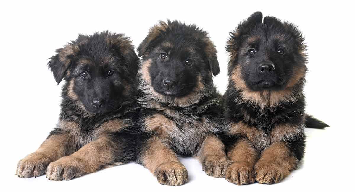 Detail Photos Of German Shepherd Puppies Nomer 25