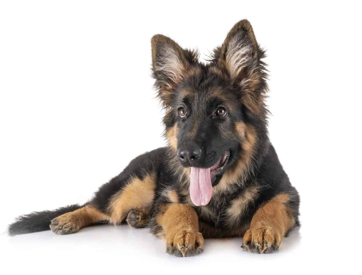 Detail Photos Of German Shepherd Puppies Nomer 28