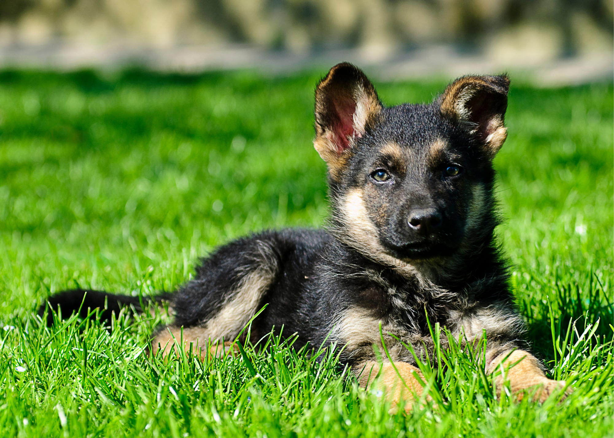 Detail Photos Of German Shepherd Puppies Nomer 34