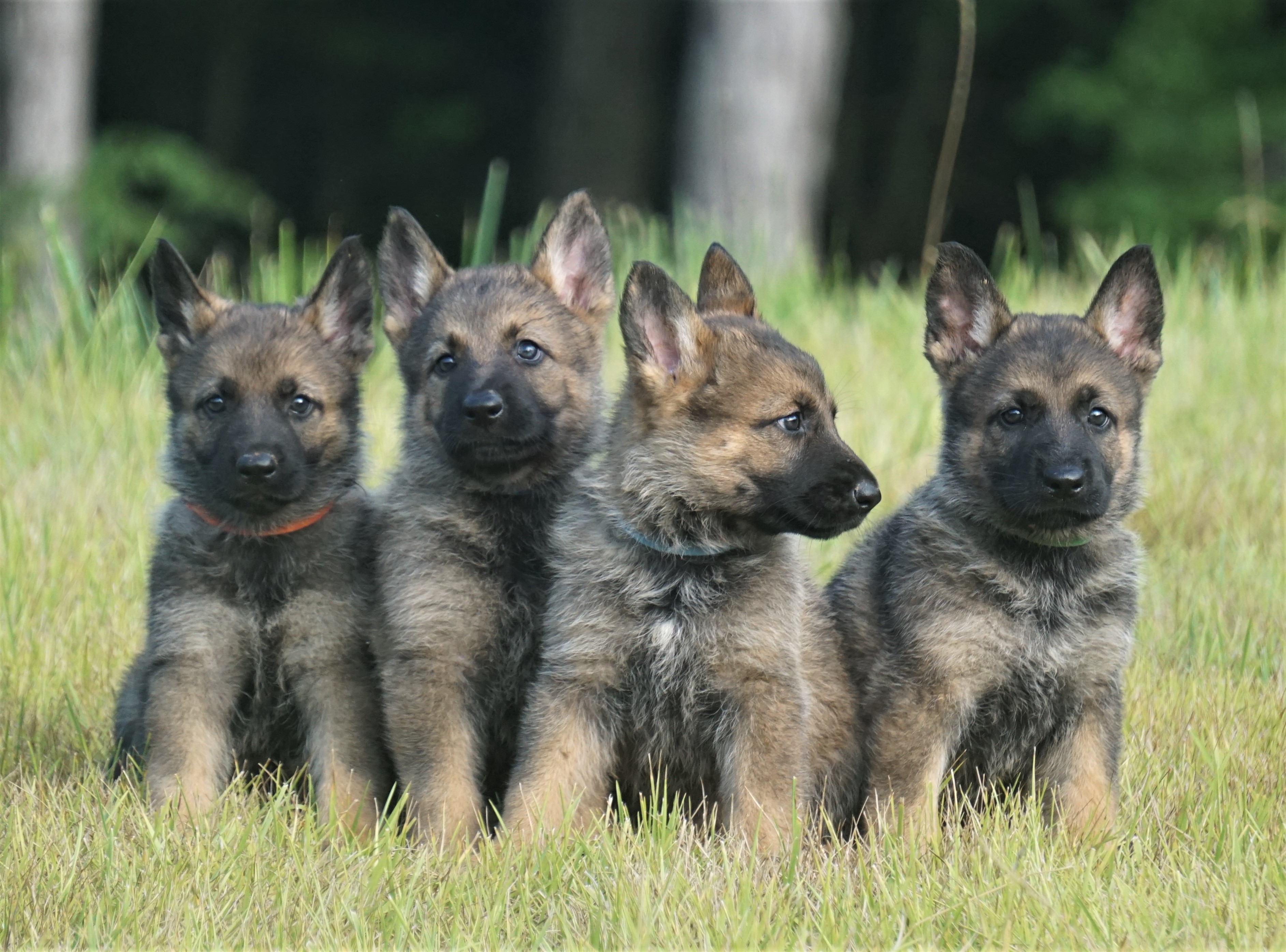 Detail Photos Of German Shepherd Puppies Nomer 36