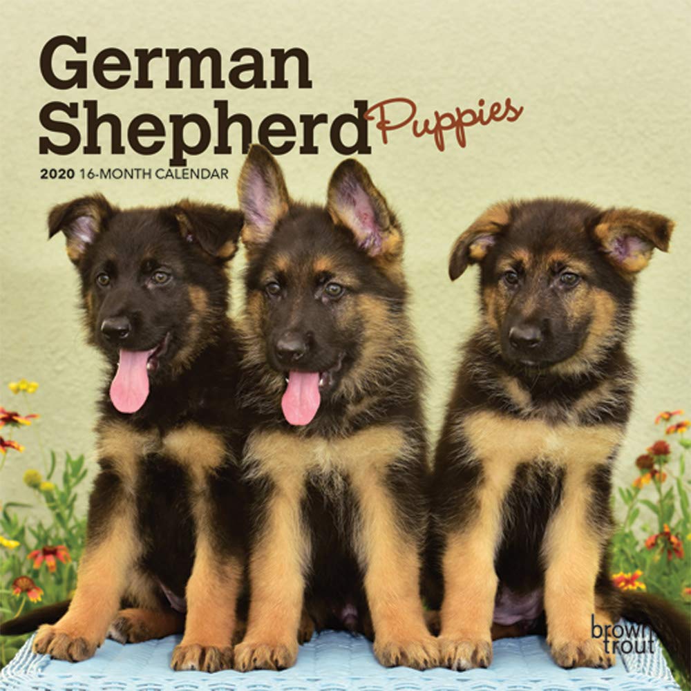 Detail Photos Of German Shepherd Puppies Nomer 46