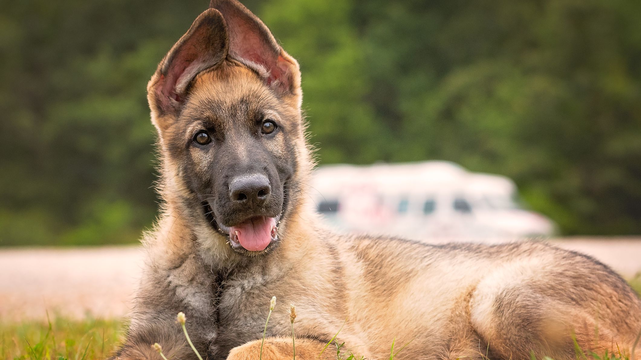 Detail Photos Of German Shepherd Puppies Nomer 48