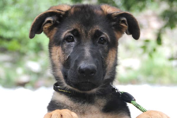 Detail Photos Of German Shepherd Puppies Nomer 52