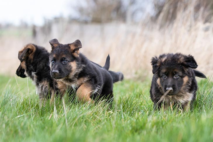 Detail Photos Of German Shepherd Puppies Nomer 9