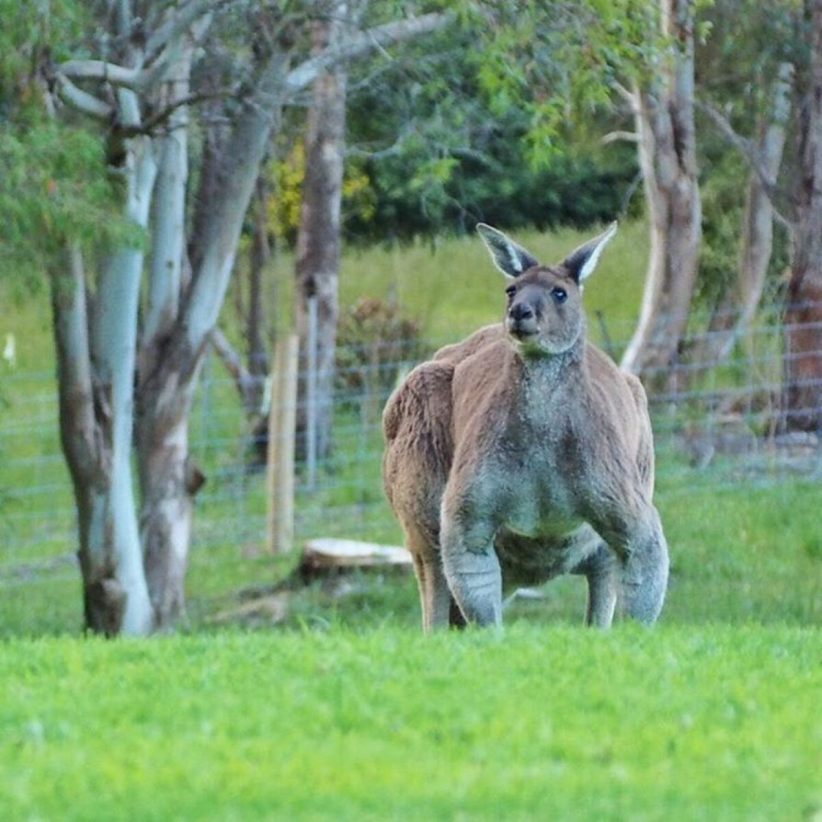 Detail Photos Of Kangaroo Nomer 37