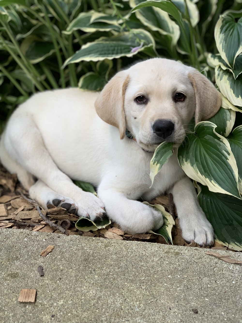 Detail Photos Of Labrador Nomer 10