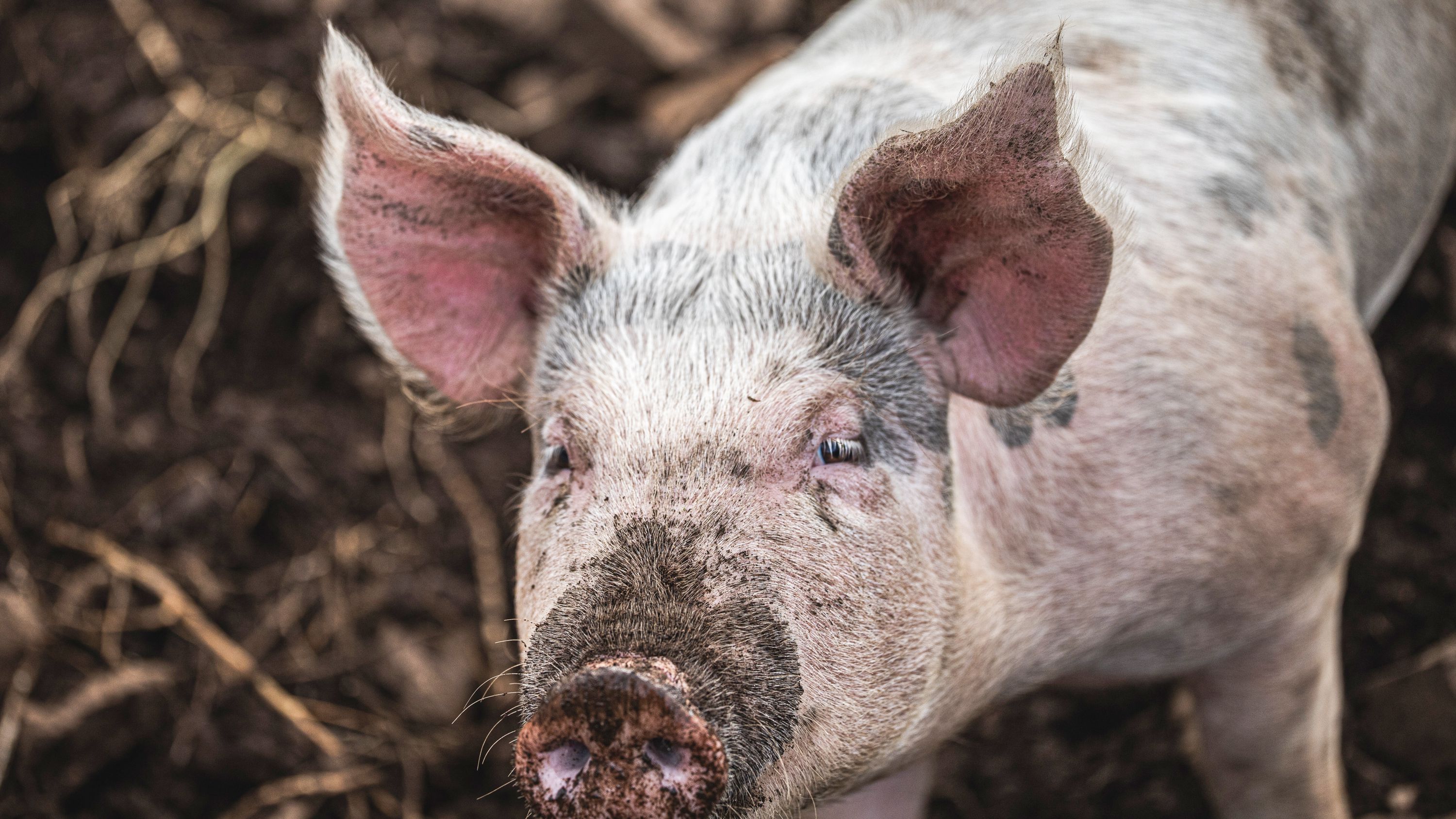 Detail Photos Of Pigs Nomer 26