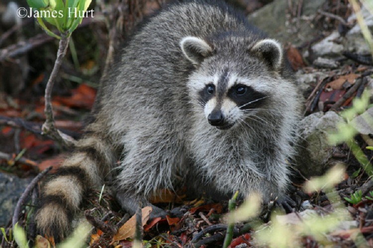 Detail Photos Of Raccoons Nomer 28