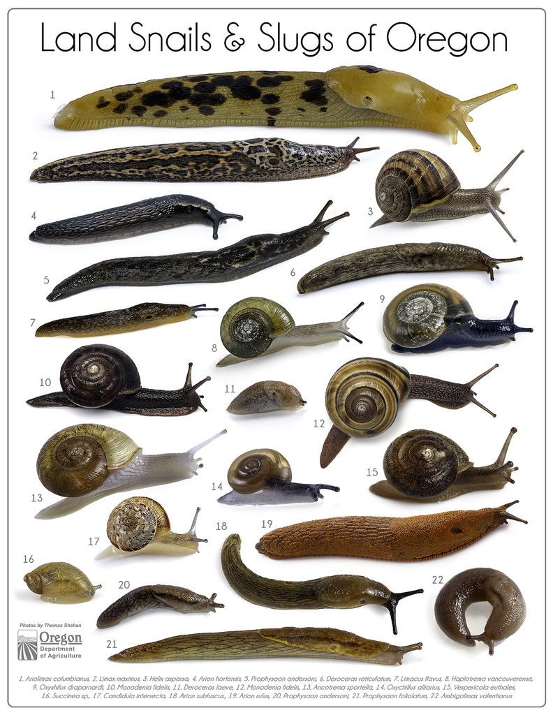 Detail Photos Of Slugs Nomer 24