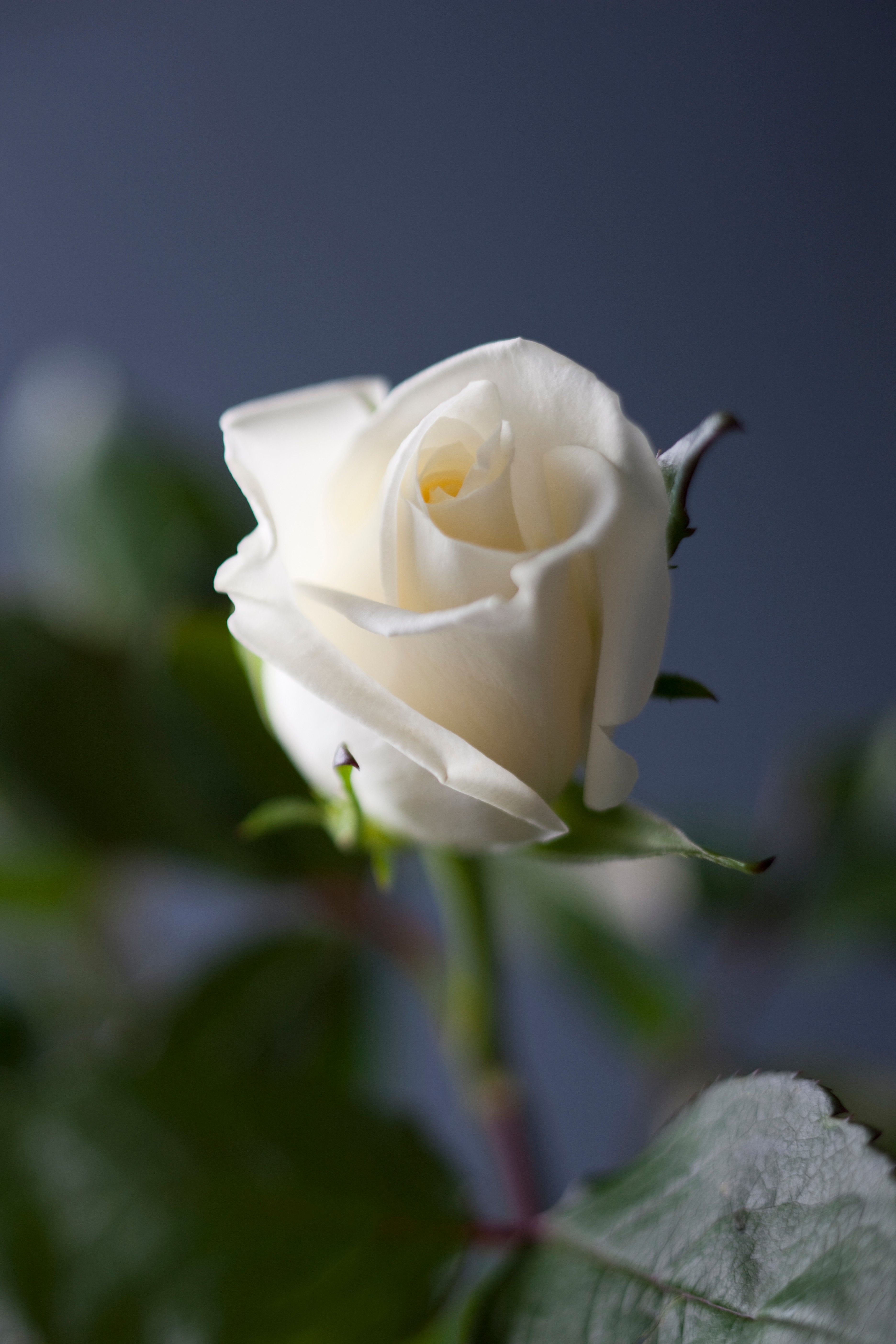Photos Of White Rose - KibrisPDR