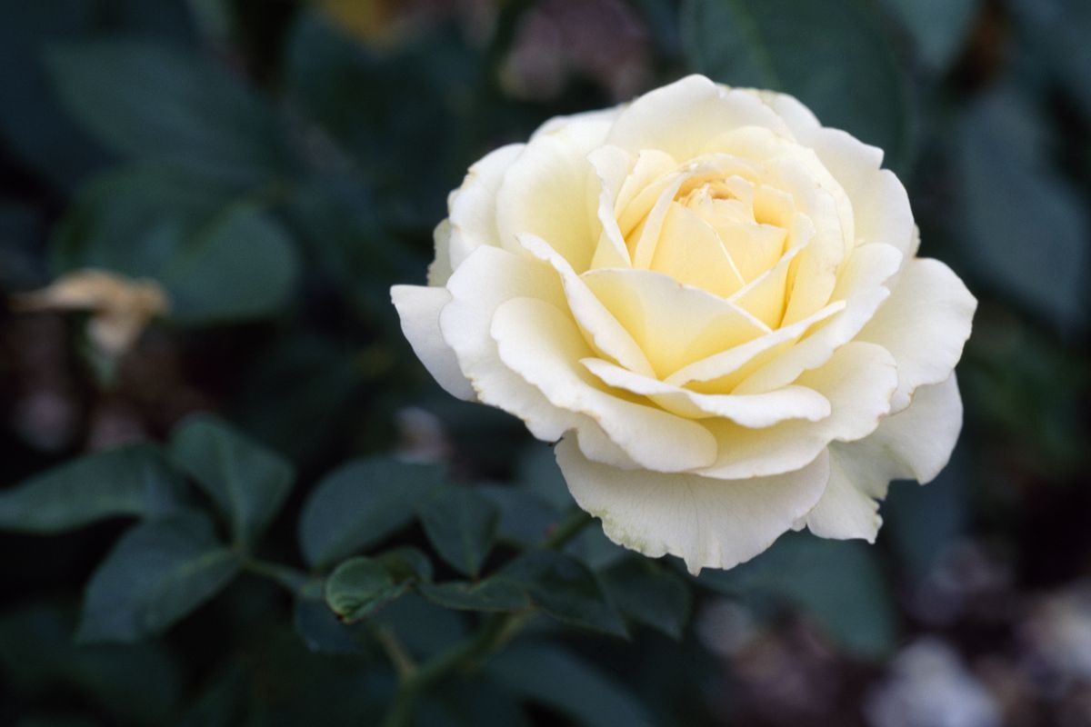 Detail Photos Of White Rose Nomer 2