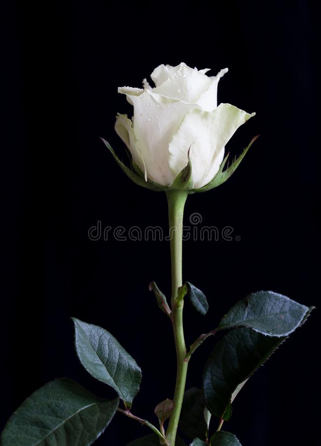 Detail Photos Of White Rose Nomer 17