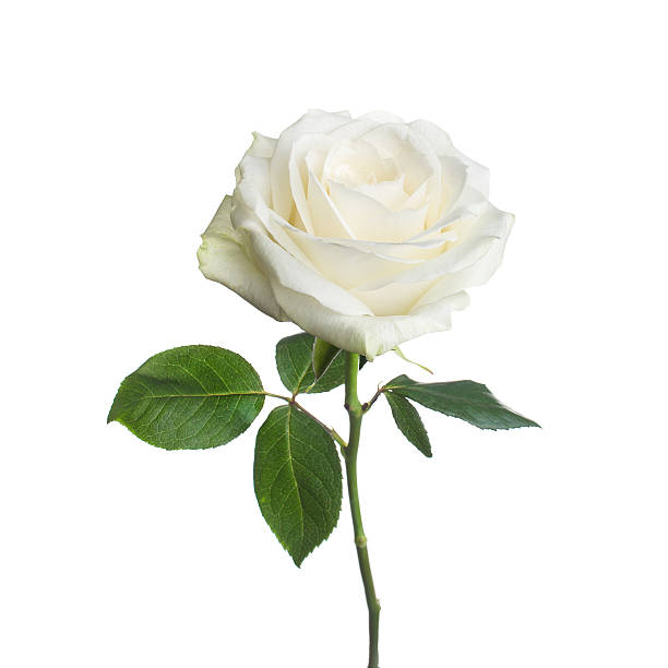 Detail Photos Of White Rose Nomer 4