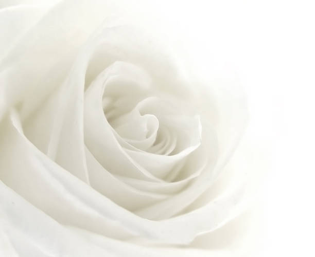 Detail Photos Of White Rose Nomer 46