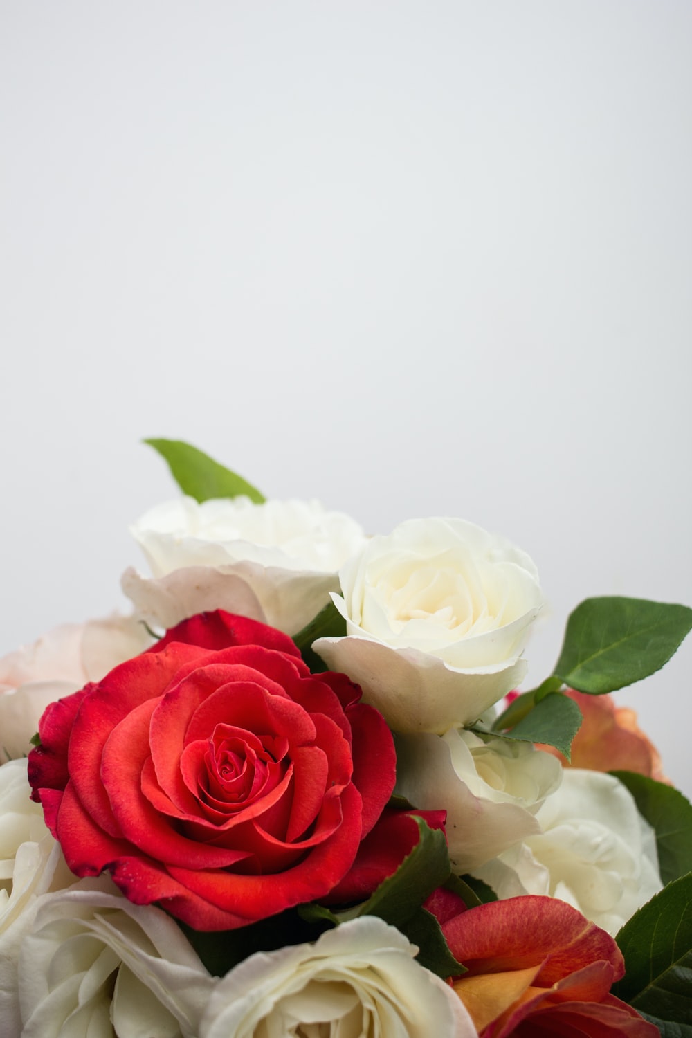 Detail Photos Of White Rose Nomer 47
