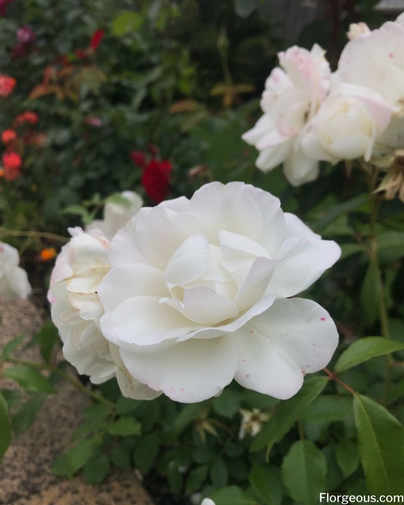 Detail Photos Of White Rose Nomer 54