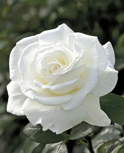 Detail Photos Of White Rose Nomer 55