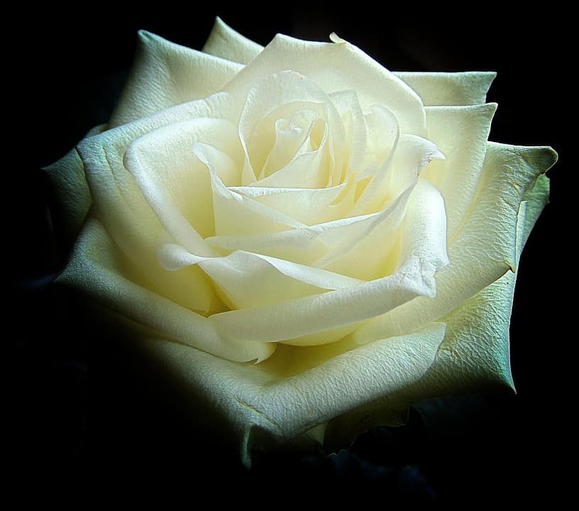 Detail Photos Of White Rose Nomer 8