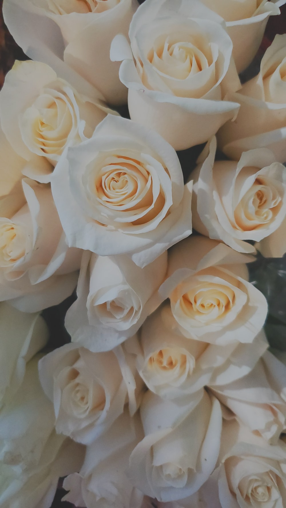 Detail Photos Of White Roses Nomer 2
